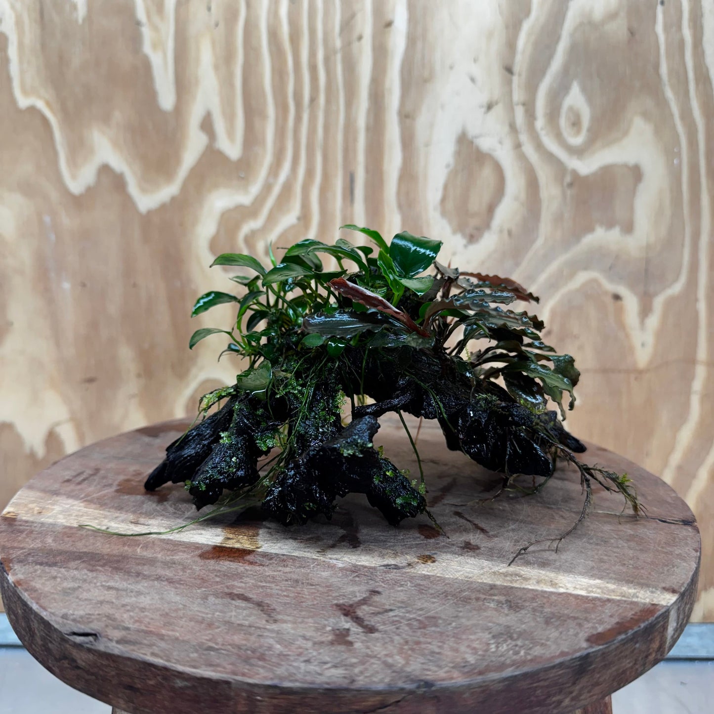 Scapeshop.com.au One Only Bucephalandra and Petite Nana Anubias Driftwood Creation- ONE ONLY - Fabulous Bucephalandra and Petite Nana Anubias Planted Driftwood - ONE ONLY - Fabulous