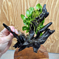 Scapeshop.com.au One Only Bucephalandra and Petite Nana Anubias Planted large Driftwood - ONE ONLY - Fabulous Bucephalandra and Petite Nana Anubias Planted large Driftwood - ONE ONLY - Fabulous