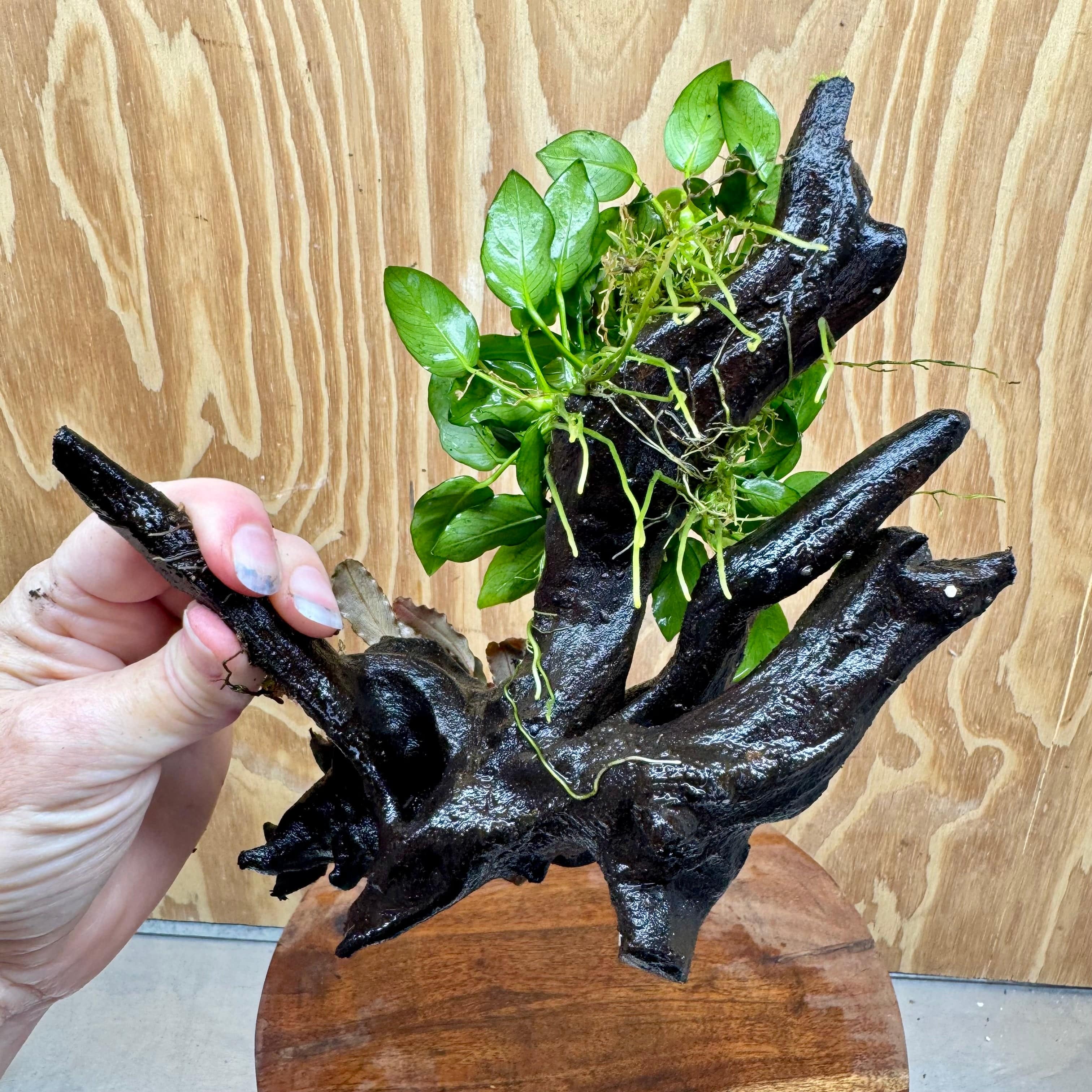 Scapeshop.com.au One Only Bucephalandra and Petite Nana Anubias Planted large Driftwood - ONE ONLY - Fabulous Bucephalandra and Petite Nana Anubias Planted large Driftwood - ONE ONLY - Fabulous