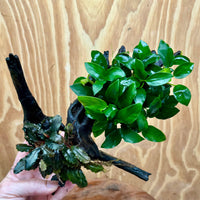 Scapeshop.com.au One Only Bucephalandra and Petite Nana Anubias Planted large Driftwood - ONE ONLY - Fabulous Bucephalandra and Petite Nana Anubias Planted large Driftwood - ONE ONLY - Fabulous