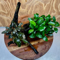 Scapeshop.com.au One Only Bucephalandra and Petite Nana Anubias Planted large Driftwood - ONE ONLY - Fabulous Bucephalandra and Petite Nana Anubias Planted large Driftwood - ONE ONLY - Fabulous