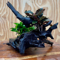 Scapeshop.com.au One Only Bucephalandra and Petite Nana Anubias Planted large Driftwood - ONE ONLY - Fabulous Bucephalandra and Petite Nana Anubias Planted large Driftwood - ONE ONLY - Fabulous