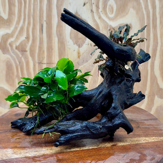 Scapeshop.com.au One Only Bucephalandra and Petite Nana Anubias Planted large Driftwood - ONE ONLY - Fabulous Bucephalandra and Petite Nana Anubias Planted large Driftwood - ONE ONLY - Fabulous
