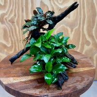 Scapeshop.com.au One Only Bucephalandra and Petite Nana Anubias Planted large Driftwood - ONE ONLY - Fabulous Bucephalandra and Petite Nana Anubias Planted large Driftwood - ONE ONLY - Fabulous