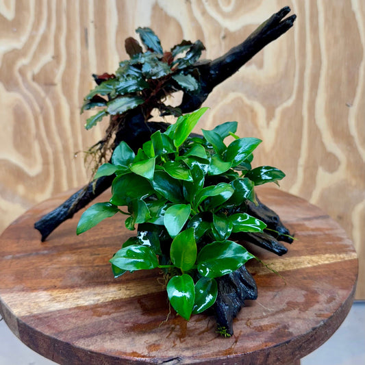 Scapeshop.com.au One Only Bucephalandra and Petite Nana Anubias Planted large Driftwood - ONE ONLY - Fabulous Bucephalandra and Petite Nana Anubias Planted large Driftwood - ONE ONLY - Fabulous