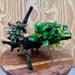 Scapeshop.com.au One Only Bucephalandra and Petite Nana Anubias Planted large Driftwood - ONE ONLY - Fabulous Bucephalandra and Petite Nana Anubias Planted large Driftwood - ONE ONLY - Fabulous