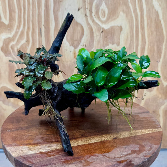 Scapeshop.com.au One Only Bucephalandra and Petite Nana Anubias Planted large Driftwood - ONE ONLY - Fabulous Bucephalandra and Petite Nana Anubias Planted large Driftwood - ONE ONLY - Fabulous