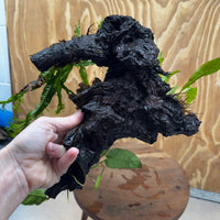 Scapeshop.com.au One Only Bucephalandra, Anubias Nana plus Crested and Indo Microsorum (Java Fern) Driftwood Creation - One Only - Fantastic Bucephalandra, Anubias Nana plus Crested and Indo Microsorum (Java Fern) Driftwood Creation - One Only - Fantastic