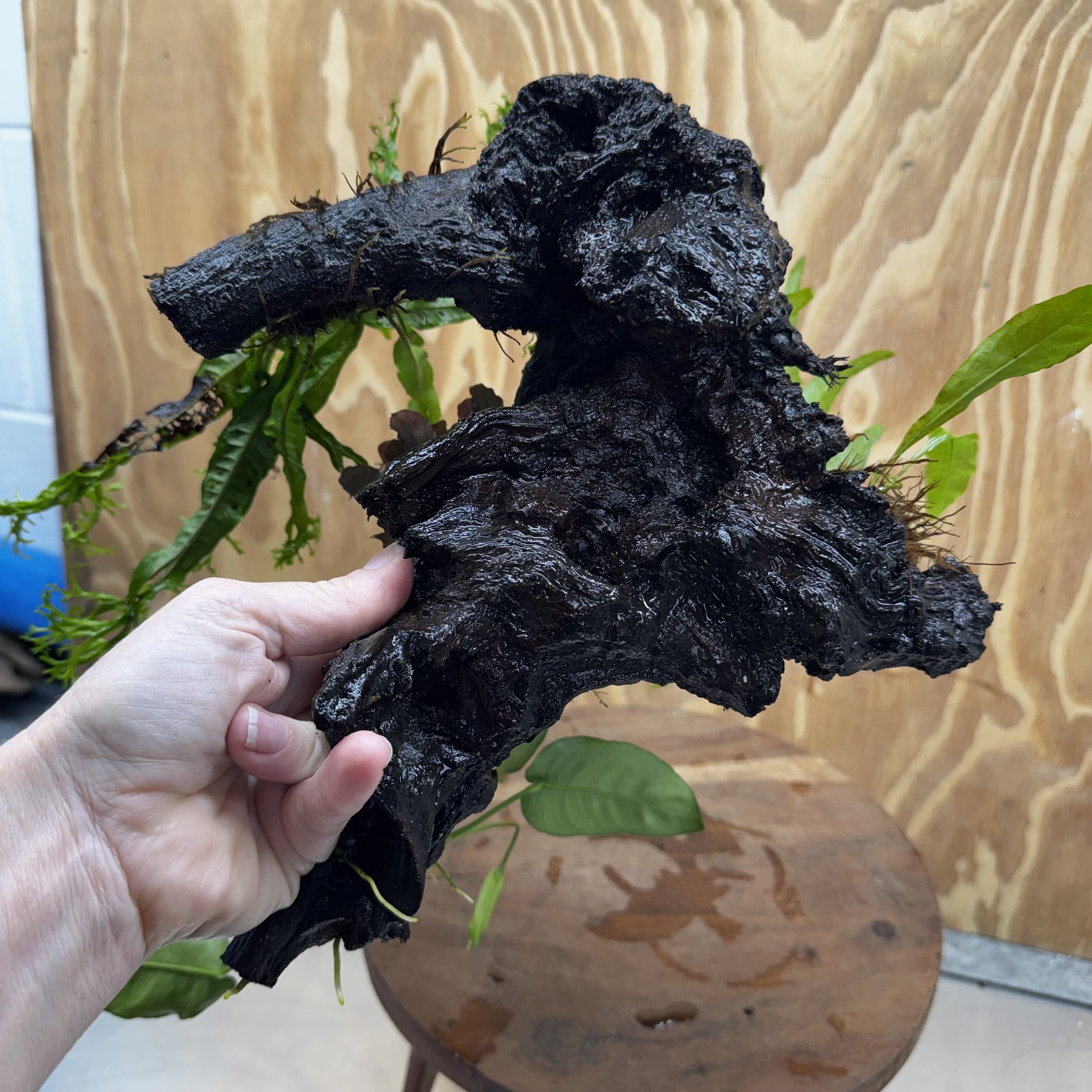 Scapeshop.com.au One Only Bucephalandra, Anubias Nana plus Crested and Indo Microsorum (Java Fern) Driftwood Creation - One Only - Fantastic Bucephalandra, Anubias Nana plus Crested and Indo Microsorum (Java Fern) Driftwood Creation - One Only - Fantastic