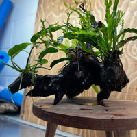 Scapeshop.com.au One Only Bucephalandra, Anubias Nana plus Crested and Indo Microsorum (Java Fern) Driftwood Creation - One Only - Fantastic Bucephalandra, Anubias Nana plus Crested and Indo Microsorum (Java Fern) Driftwood Creation - One Only - Fantastic