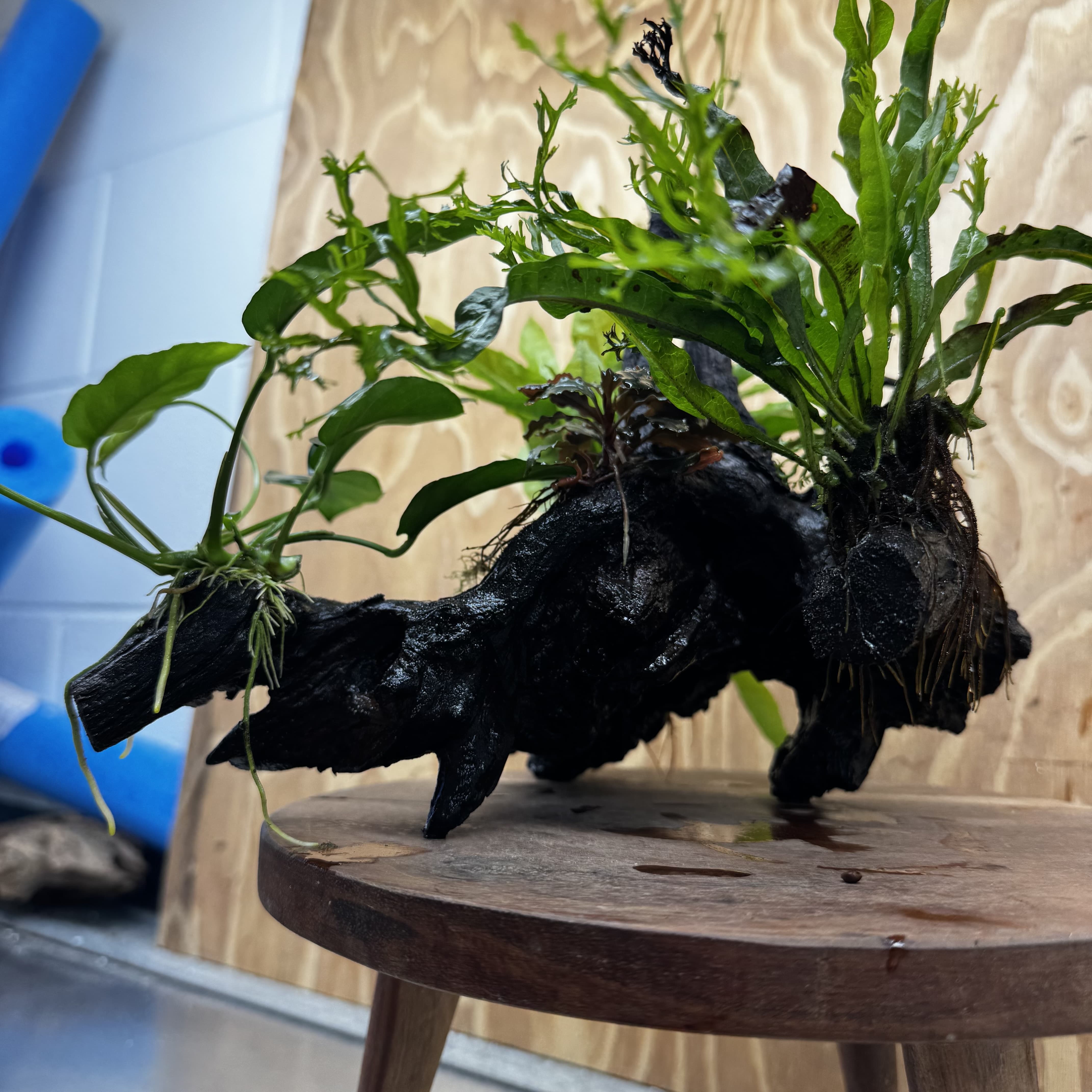 Scapeshop.com.au One Only Bucephalandra, Anubias Nana plus Crested and Indo Microsorum (Java Fern) Driftwood Creation - One Only - Fantastic Bucephalandra, Anubias Nana plus Crested and Indo Microsorum (Java Fern) Driftwood Creation - One Only - Fantastic