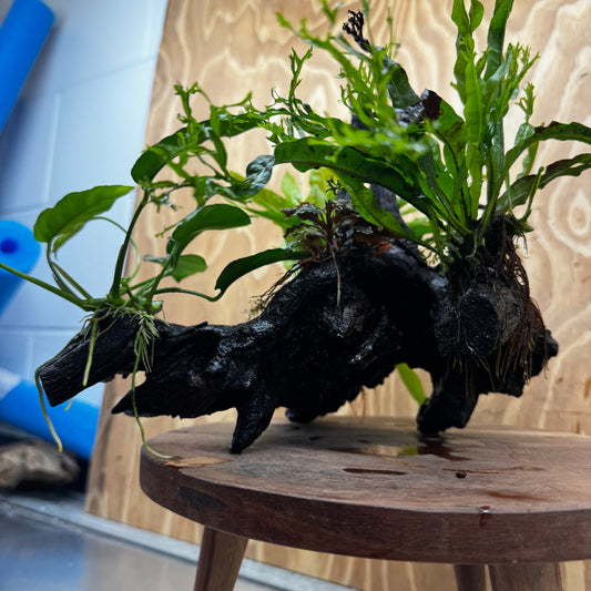 Scapeshop.com.au One Only Bucephalandra, Anubias Nana plus Crested and Indo Microsorum (Java Fern) Driftwood Creation - One Only - Fantastic Bucephalandra, Anubias Nana plus Crested and Indo Microsorum (Java Fern) Driftwood Creation - One Only - Fantastic