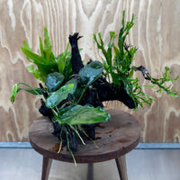 Scapeshop.com.au One Only Bucephalandra, Anubias Nana plus Crested and Indo Microsorum (Java Fern) Driftwood Creation - One Only - Fantastic Bucephalandra, Anubias Nana plus Crested and Indo Microsorum (Java Fern) Driftwood Creation - One Only - Fantastic