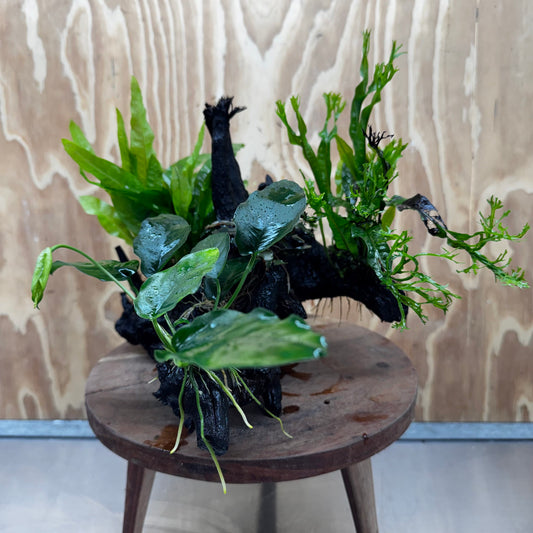 Scapeshop.com.au One Only Bucephalandra, Anubias Nana plus Crested and Indo Microsorum (Java Fern) Driftwood Creation - One Only - Fantastic Bucephalandra, Anubias Nana plus Crested and Indo Microsorum (Java Fern) Driftwood Creation - One Only - Fantastic