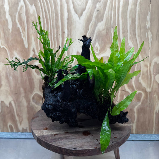 Scapeshop.com.au One Only Bucephalandra, Anubias Nana plus Crested and Indo Microsorum (Java Fern) Driftwood Creation - One Only - Fantastic Bucephalandra, Anubias Nana plus Crested and Indo Microsorum (Java Fern) Driftwood Creation - One Only - Fantastic