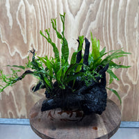 Scapeshop.com.au One Only Bucephalandra, Anubias Nana plus Crested and Indo Microsorum (Java Fern) Driftwood Creation - One Only - Fantastic Bucephalandra, Anubias Nana plus Crested and Indo Microsorum (Java Fern) Driftwood Creation - One Only - Fantastic