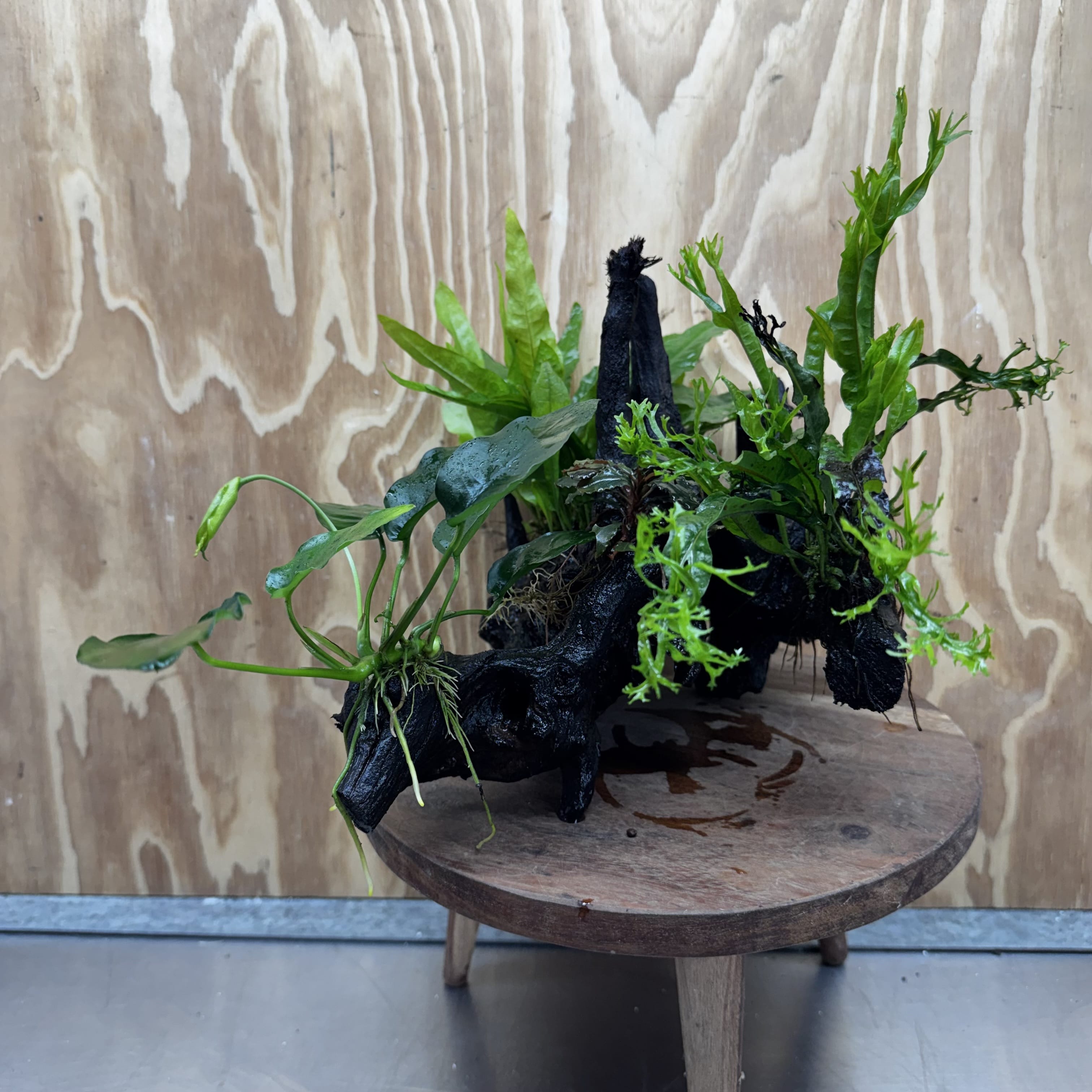 Scapeshop.com.au One Only Bucephalandra, Anubias Nana plus Crested and Indo Microsorum (Java Fern) Driftwood Creation - One Only - Fantastic Bucephalandra, Anubias Nana plus Crested and Indo Microsorum (Java Fern) Driftwood Creation - One Only - Fantastic