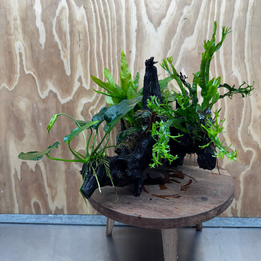 Scapeshop.com.au One Only Bucephalandra, Anubias Nana plus Crested and Indo Microsorum (Java Fern) Driftwood Creation - One Only - Fantastic Bucephalandra, Anubias Nana plus Crested and Indo Microsorum (Java Fern) Driftwood Creation - One Only - Fantastic