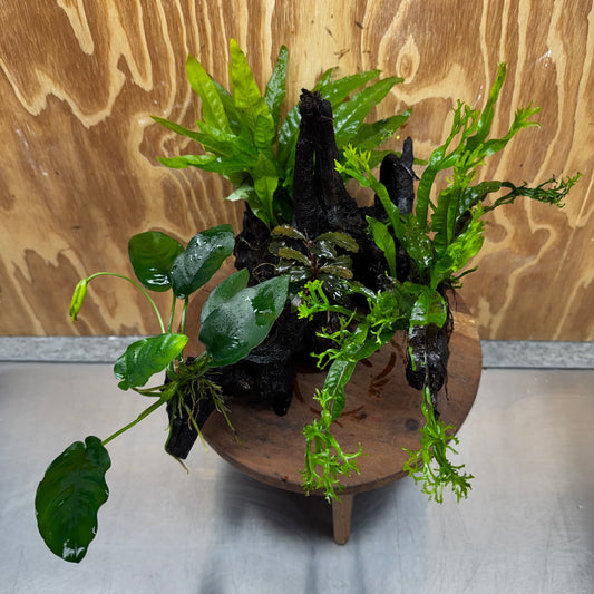 Scapeshop.com.au One Only Bucephalandra, Anubias Nana plus Crested and Indo Microsorum (Java Fern) Driftwood Creation - One Only - Fantastic Bucephalandra, Anubias Nana plus Crested and Indo Microsorum (Java Fern) Driftwood Creation - One Only - Fantastic