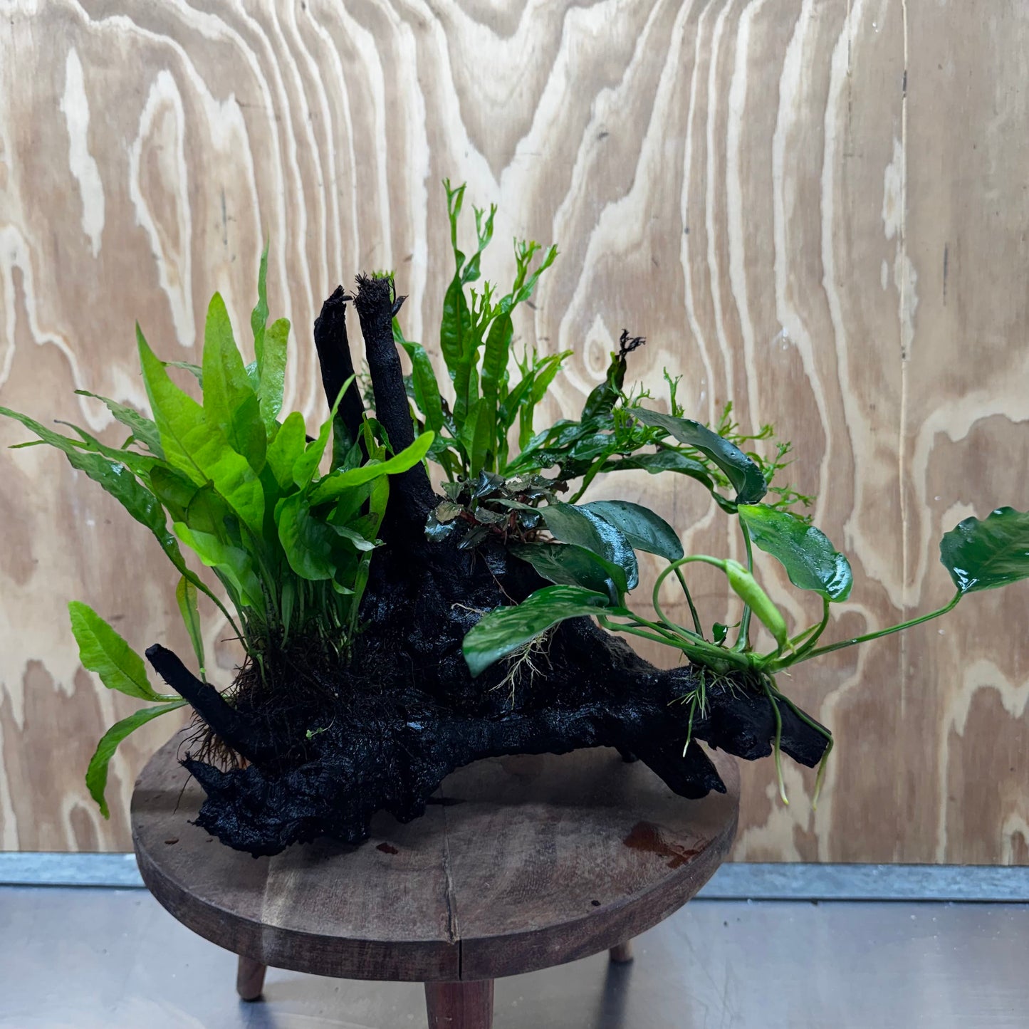 Scapeshop.com.au One Only Bucephalandra, Anubias Nana plus Crested and Indo Microsorum (Java Fern) Driftwood Creation - One Only - Fantastic Bucephalandra, Anubias Nana plus Crested and Indo Microsorum (Java Fern) Driftwood Creation - One Only - Fantastic