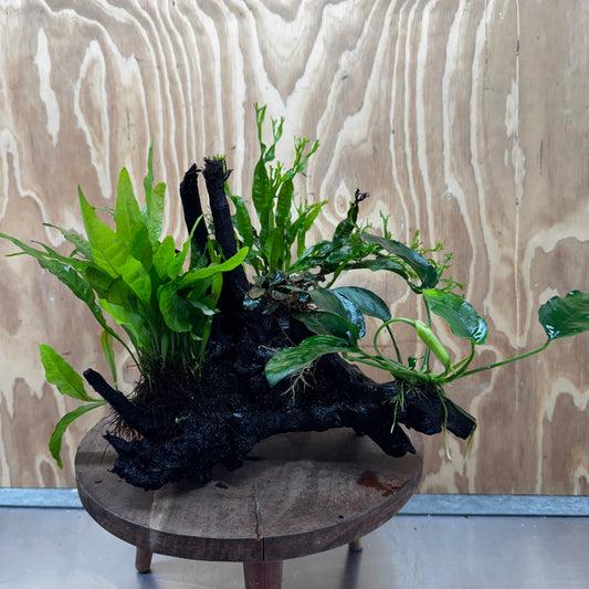 Scapeshop.com.au One Only Bucephalandra, Anubias Nana plus Crested and Indo Microsorum (Java Fern) Driftwood Creation - One Only - Fantastic Bucephalandra, Anubias Nana plus Crested and Indo Microsorum (Java Fern) Driftwood Creation - One Only - Fantastic