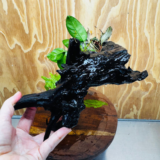 Scapeshop.com.au One Only Bucephalandra, Anubias Nana plus Indo Microsorum (Java Fern) Driftwood Creation - One Only - Fantastic Bucephalandra, Anubias Nana plus Indo Microsorum (Java Fern) Driftwood Creation - One Only - Fantastic