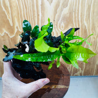 Scapeshop.com.au One Only Bucephalandra, Anubias Nana plus Indo Microsorum (Java Fern) Driftwood Creation - One Only - Fantastic Bucephalandra, Anubias Nana plus Indo Microsorum (Java Fern) Driftwood Creation - One Only - Fantastic