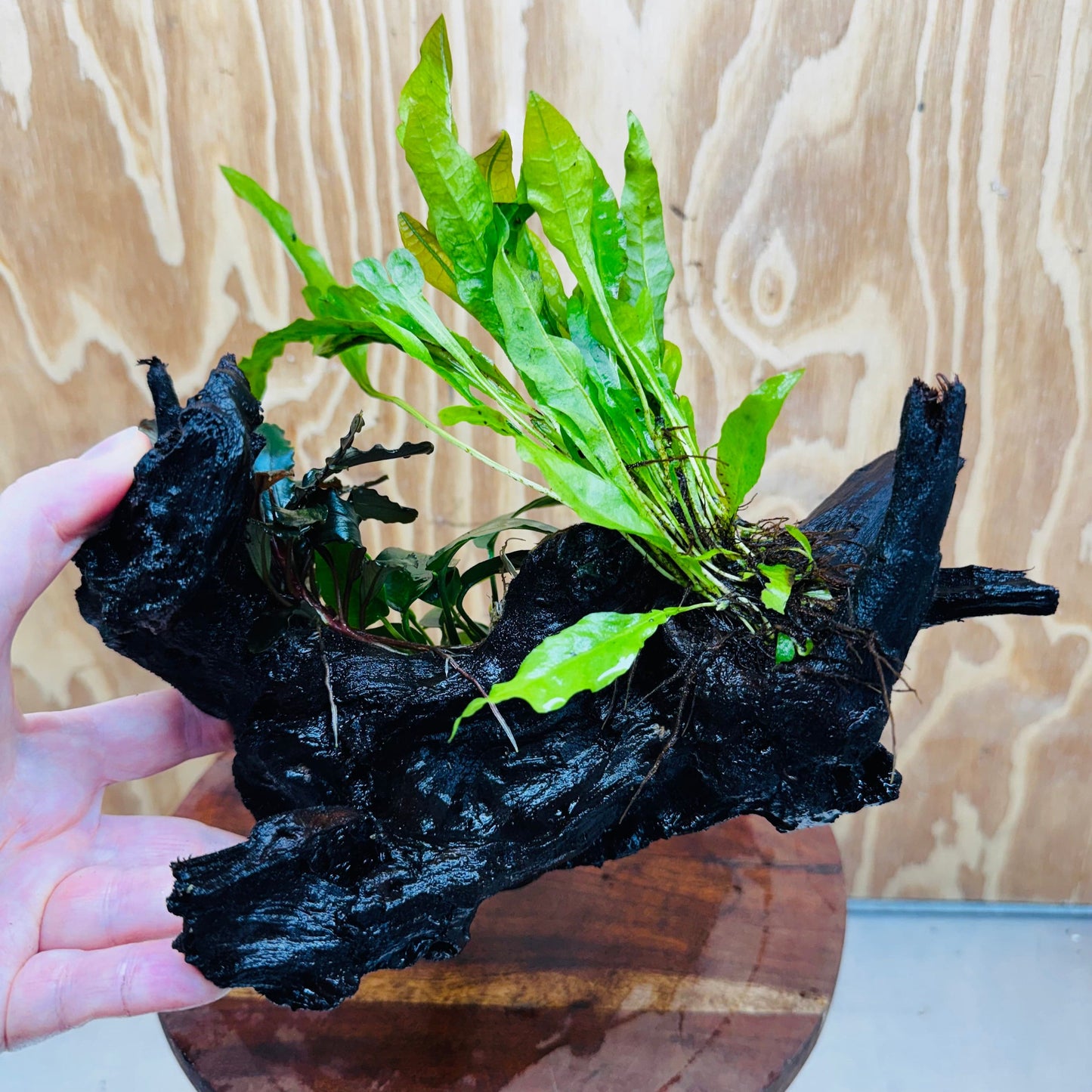 Scapeshop.com.au One Only Bucephalandra, Anubias Nana plus Indo Microsorum (Java Fern) Driftwood Creation - One Only - Fantastic Bucephalandra, Anubias Nana plus Indo Microsorum (Java Fern) Driftwood Creation - One Only - Fantastic