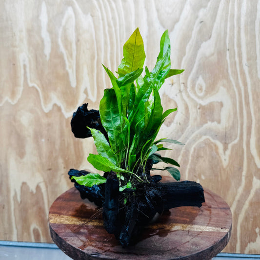 Scapeshop.com.au One Only Bucephalandra, Anubias Nana plus Indo Microsorum (Java Fern) Driftwood Creation - One Only - Fantastic Bucephalandra, Anubias Nana plus Indo Microsorum (Java Fern) Driftwood Creation - One Only - Fantastic