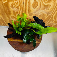Scapeshop.com.au One Only Bucephalandra, Anubias Nana plus Indo Microsorum (Java Fern) Driftwood Creation - One Only - Fantastic Bucephalandra, Anubias Nana plus Indo Microsorum (Java Fern) Driftwood Creation - One Only - Fantastic