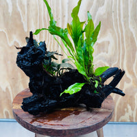 Scapeshop.com.au One Only Bucephalandra, Anubias Nana plus Indo Microsorum (Java Fern) Driftwood Creation - One Only - Fantastic Bucephalandra, Anubias Nana plus Indo Microsorum (Java Fern) Driftwood Creation - One Only - Fantastic