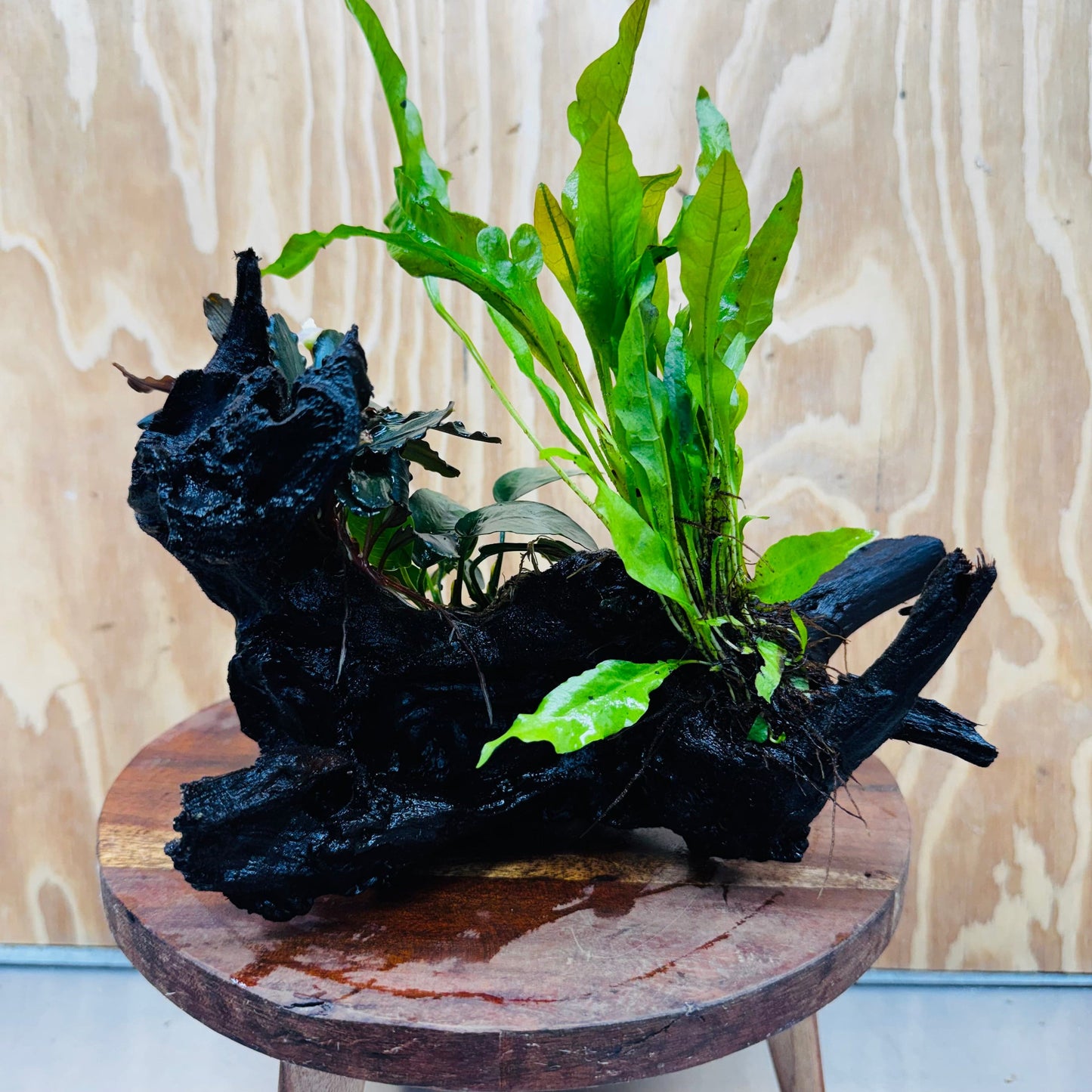Scapeshop.com.au One Only Bucephalandra, Anubias Nana plus Indo Microsorum (Java Fern) Driftwood Creation - One Only - Fantastic Bucephalandra, Anubias Nana plus Indo Microsorum (Java Fern) Driftwood Creation - One Only - Fantastic