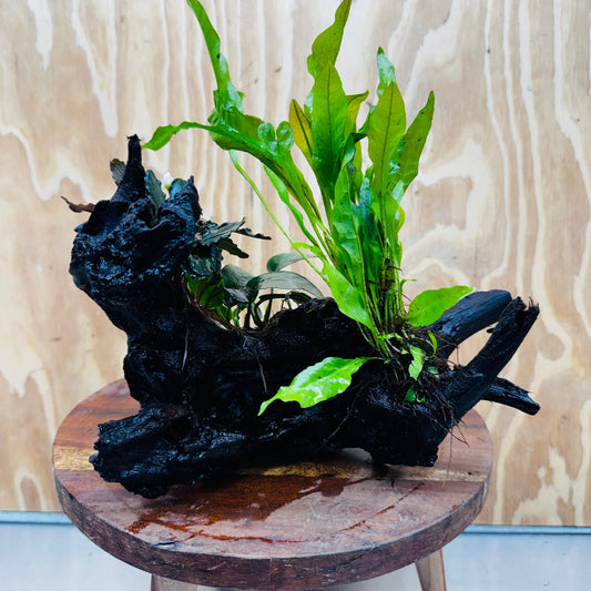Scapeshop.com.au One Only Bucephalandra, Anubias Nana plus Indo Microsorum (Java Fern) Driftwood Creation - One Only - Fantastic Bucephalandra, Anubias Nana plus Indo Microsorum (Java Fern) Driftwood Creation - One Only - Fantastic