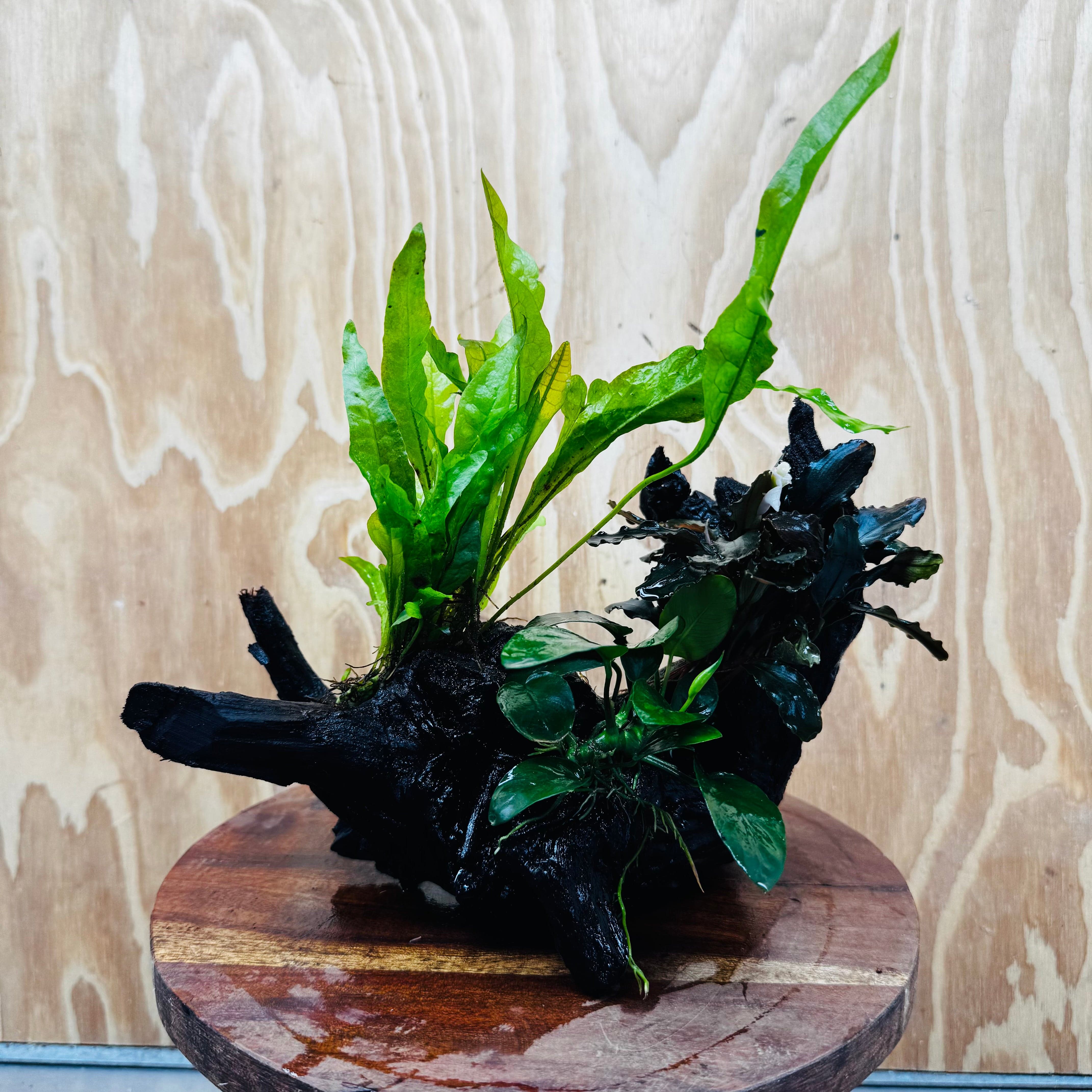 Scapeshop.com.au One Only Bucephalandra, Anubias Nana plus Indo Microsorum (Java Fern) Driftwood Creation - One Only - Fantastic Bucephalandra, Anubias Nana plus Indo Microsorum (Java Fern) Driftwood Creation - One Only - Fantastic
