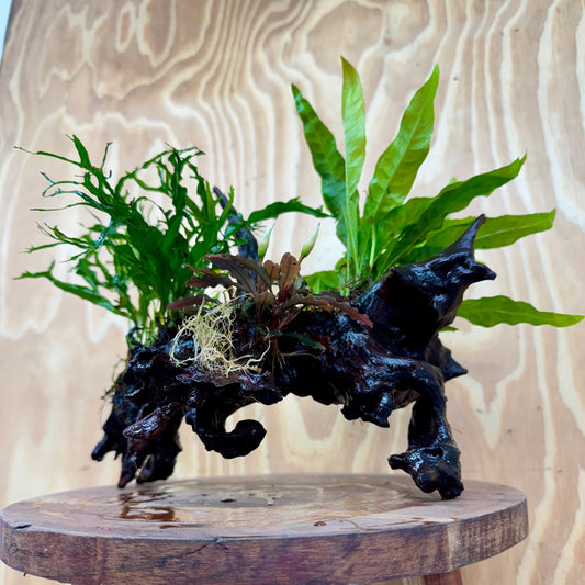 Scapeshop.com.au One Only Bucephalandra & Double Microsorum 'Crested' and 'Indo'(Java Fern) Driftwood Creation - One Only Bucephalandra & Double Microsorum 'Crested' and 'Indo'(Java Fern) Driftwood Creation - One Only