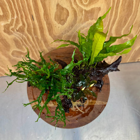 Scapeshop.com.au One Only Bucephalandra & Double Microsorum 'Crested' and 'Indo'(Java Fern) Driftwood Creation - One Only Bucephalandra & Double Microsorum 'Crested' and 'Indo'(Java Fern) Driftwood Creation - One Only