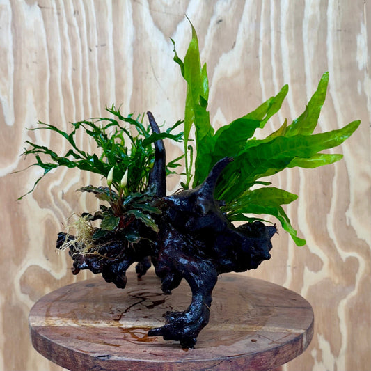 Scapeshop.com.au One Only Bucephalandra & Double Microsorum 'Crested' and 'Indo'(Java Fern) Driftwood Creation - One Only Bucephalandra & Double Microsorum 'Crested' and 'Indo'(Java Fern) Driftwood Creation - One Only