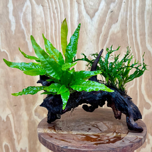 Scapeshop.com.au One Only Bucephalandra & Double Microsorum 'Crested' and 'Indo'(Java Fern) Driftwood Creation - One Only Bucephalandra & Double Microsorum 'Crested' and 'Indo'(Java Fern) Driftwood Creation - One Only