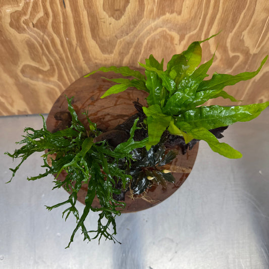 Scapeshop.com.au One Only Bucephalandra & Double Microsorum 'Crested' and 'Indo'(Java Fern) Driftwood Creation - One Only Bucephalandra & Double Microsorum 'Crested' and 'Indo'(Java Fern) Driftwood Creation - One Only