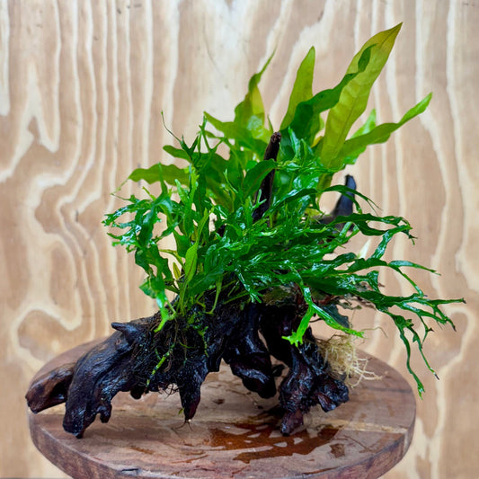 Scapeshop.com.au One Only Bucephalandra & Double Microsorum 'Crested' and 'Indo'(Java Fern) Driftwood Creation - One Only Bucephalandra & Double Microsorum 'Crested' and 'Indo'(Java Fern) Driftwood Creation - One Only