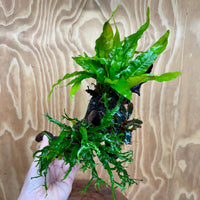 Scapeshop.com.au One Only Bucephalandra & Double Microsorum 'Crested' and 'Indo'(Java Fern) Driftwood Creation - One Only Bucephalandra & Double Microsorum 'Crested' and 'Indo'(Java Fern) Driftwood Creation - One Only