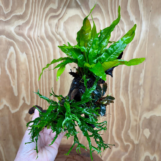 Scapeshop.com.au One Only Bucephalandra & Double Microsorum 'Crested' and 'Indo'(Java Fern) Driftwood Creation - One Only Bucephalandra & Double Microsorum 'Crested' and 'Indo'(Java Fern) Driftwood Creation - One Only