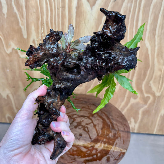 Scapeshop.com.au One Only Bucephalandra & Double Microsorum 'Crested' and 'Indo'(Java Fern) Driftwood Creation - One Only Bucephalandra & Double Microsorum 'Crested' and 'Indo'(Java Fern) Driftwood Creation - One Only