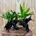 Scapeshop.com.au One Only Bucephalandra & Double Microsorum 'Crested' and 'Indo'(Java Fern) Driftwood Creation - One Only Bucephalandra & Double Microsorum 'Crested' and 'Indo'(Java Fern) Driftwood Creation - One Only