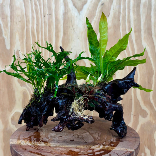 Scapeshop.com.au One Only Bucephalandra & Double Microsorum 'Crested' and 'Indo'(Java Fern) Driftwood Creation - One Only Bucephalandra & Double Microsorum 'Crested' and 'Indo'(Java Fern) Driftwood Creation - One Only