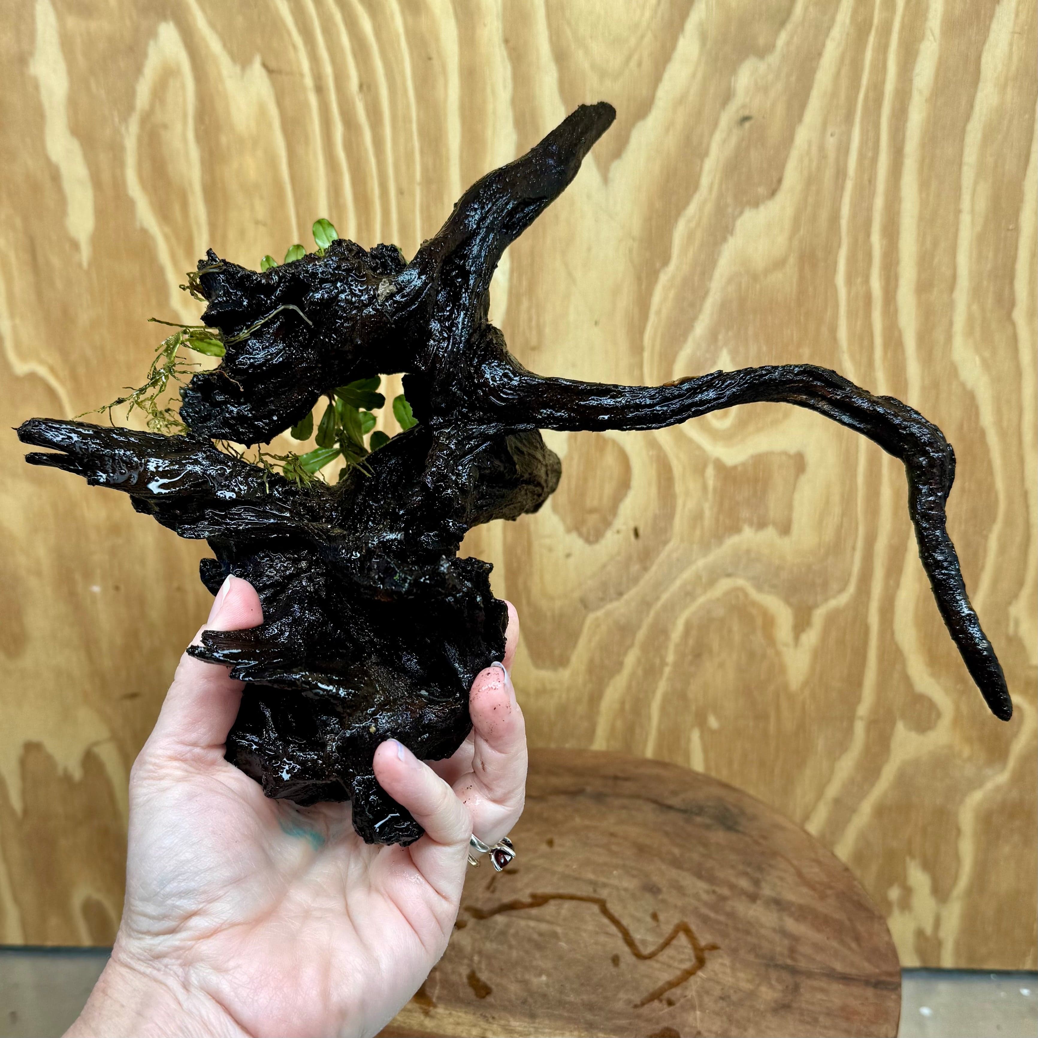 Scapeshop.com.au One Only Bucephalandra Double Planted Medium Driftwood - ONE ONLY - Amazing Bucephalandra Double Planted Medium Driftwood - ONE ONLY - Amazing