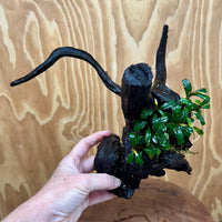 Scapeshop.com.au One Only Bucephalandra Double Planted Medium Driftwood - ONE ONLY - Amazing Bucephalandra Double Planted Medium Driftwood - ONE ONLY - Amazing