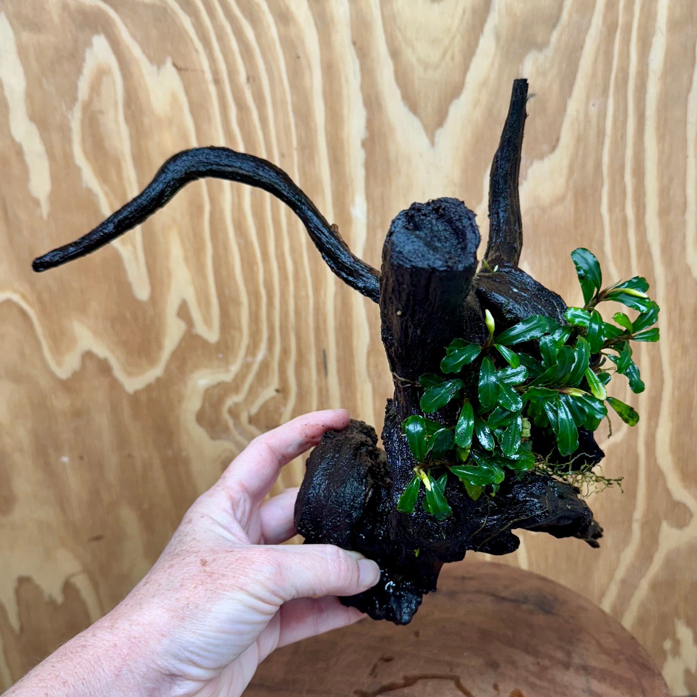 Scapeshop.com.au One Only Bucephalandra Double Planted Medium Driftwood - ONE ONLY - Amazing Bucephalandra Double Planted Medium Driftwood - ONE ONLY - Amazing
