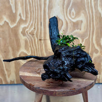 Scapeshop.com.au One Only Bucephalandra Double Planted Medium Driftwood - ONE ONLY - Amazing Bucephalandra Double Planted Medium Driftwood - ONE ONLY - Amazing