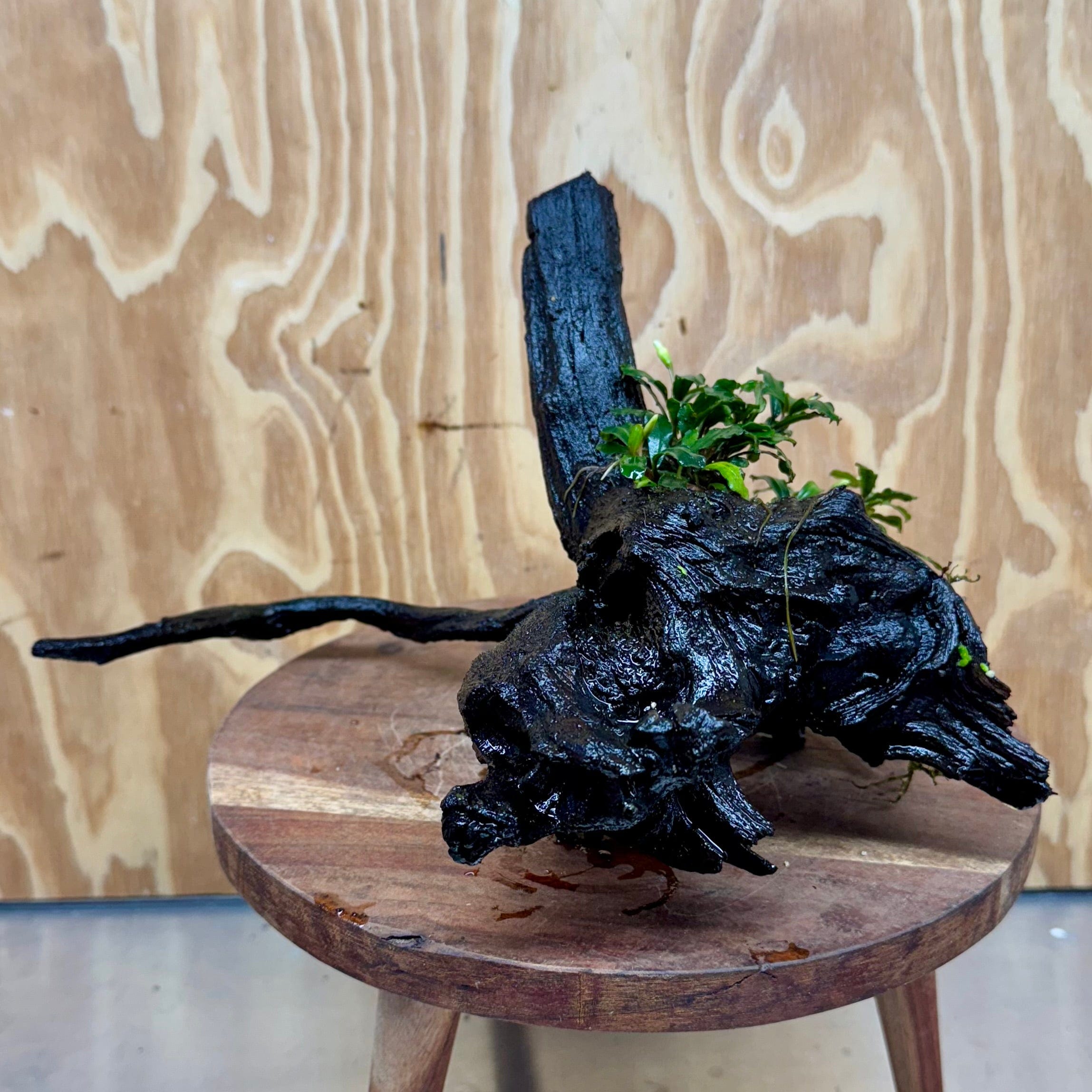 Scapeshop.com.au One Only Bucephalandra Double Planted Medium Driftwood - ONE ONLY - Amazing Bucephalandra Double Planted Medium Driftwood - ONE ONLY - Amazing